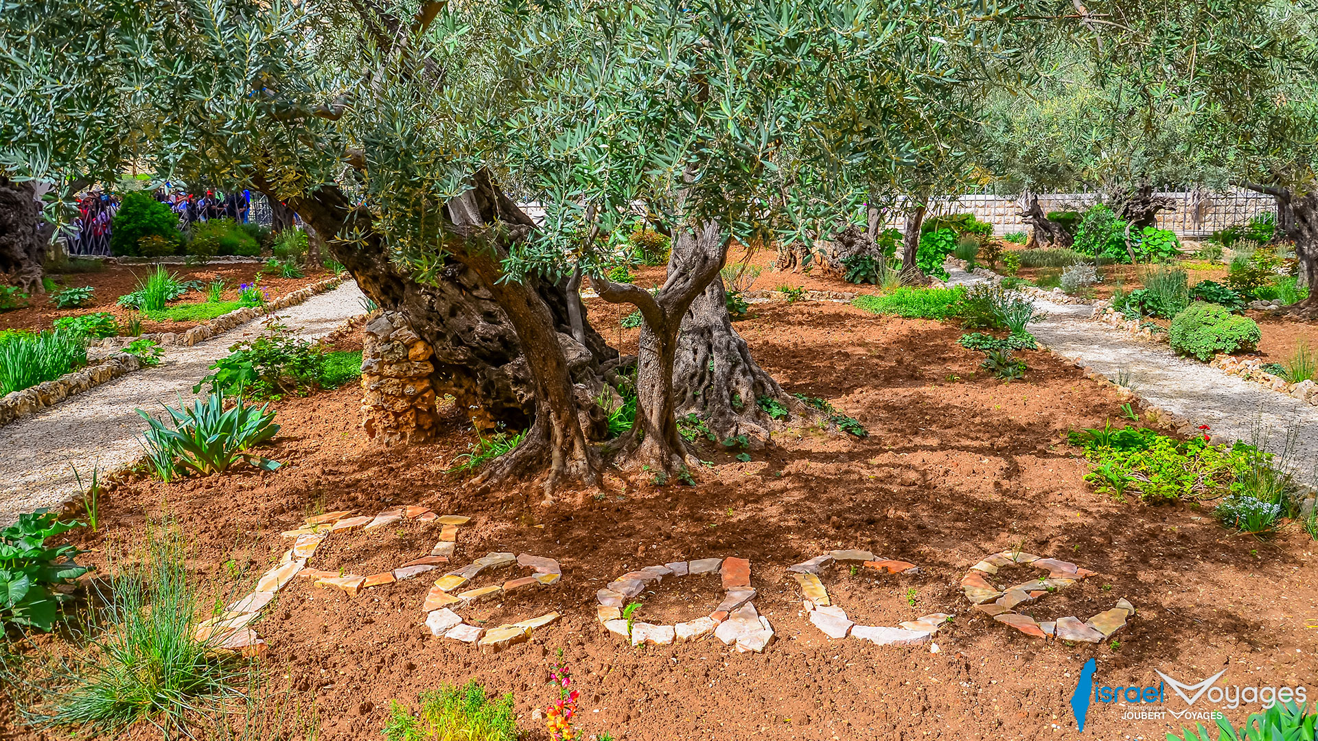 Jardin des Oliviers de Gethsémani à Jérusalem